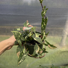 Load image into Gallery viewer, Syngonium Red Spot Tricolor Variegated exact plant, Fedex 2day
