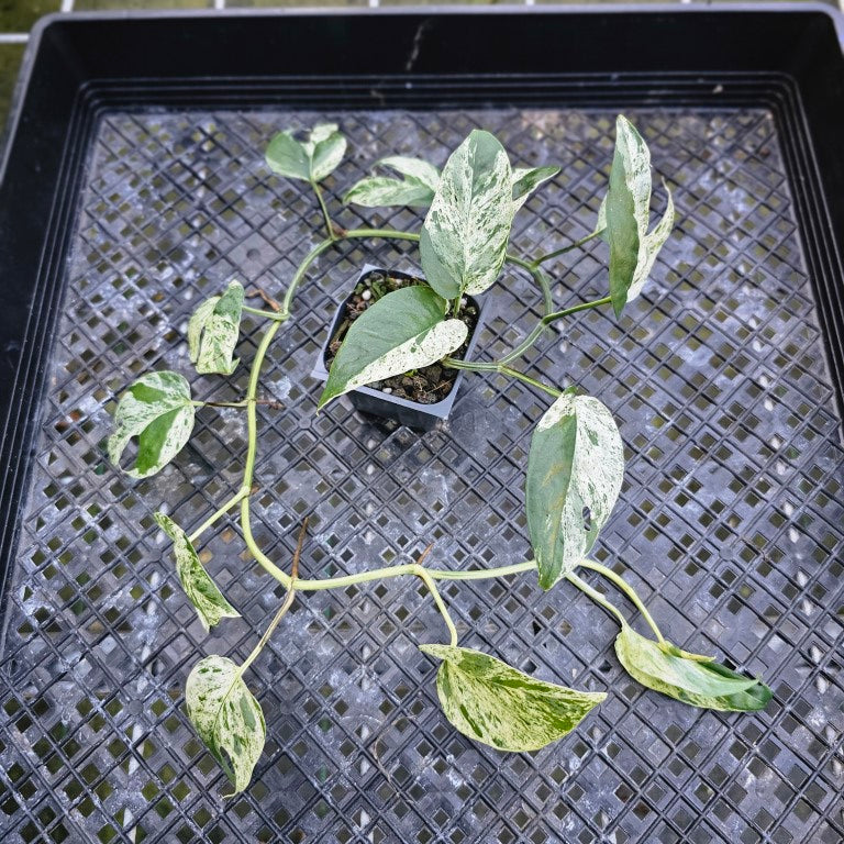 Epipremnum Pinnatum Marble, Exact Plant Variegated