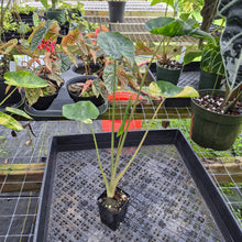 Load image into Gallery viewer, Alocasia Macrorrhiza Schock Treatment, Exact Plant Variegated Ships Nationwide
