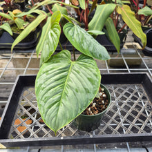 Load image into Gallery viewer, Philodendron Sodiroi True Form, Exact Plant Ships Nationwide
