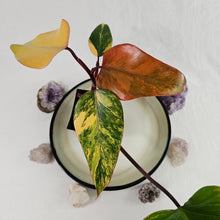 Load image into Gallery viewer, Philodendron Strawberry Shake, Exact Plant Variegated
