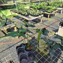 Load image into Gallery viewer, Philodendron Thaumatophyllum Goeldii X Selloum "African Fantasy, Exact Plant
