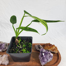 Load image into Gallery viewer, Philodendron Jose Buono, Exact Plant Variegated
