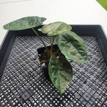 Load image into Gallery viewer, Alocasia Wentii, Exact Plant Variegated Ships Nationwide

