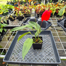 Load image into Gallery viewer, Anthurium Scherzerianum "Pig Tail", Exact Plant Ships Nationwide
