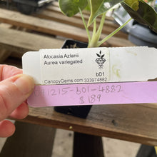 Load image into Gallery viewer, Alocasia Azlanii Aurea variegated exact plant, Fedex 2day*
