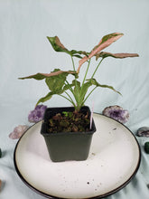 Load image into Gallery viewer, Pink Splash, exact plant, variegted Syngonium, ships nationwide
