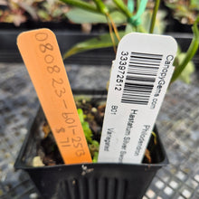 Load image into Gallery viewer, Philodendron Hastatum Silver Sword Variegated exact plant, Fedex 2day*
