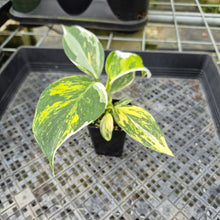 Load image into Gallery viewer, Philodendron White Wizard Aurea Variegated exact plant, Fedex 2day*
