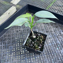Load image into Gallery viewer, Philodendron Hastatum Silver Sword, Exact Plant Variegated Ships Nationwide
