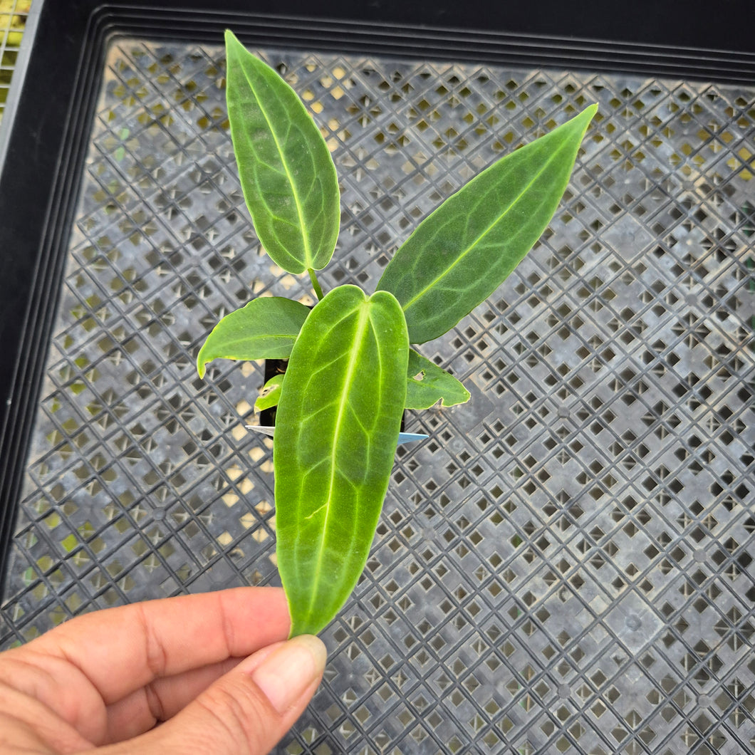 Anthurium Warocqueanum, Queen, Exact Plant Ships Nationwide
