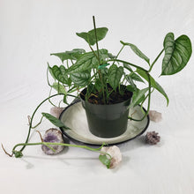 Load image into Gallery viewer, Monstera Siltepecana El Salvador, Exact Plant multi pot of 5 Ships Nationwide

