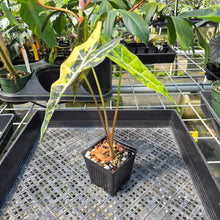 Load image into Gallery viewer, Alocasia Sanderiana Bull Aurea Variegated exact plant, Fedex 2day*
