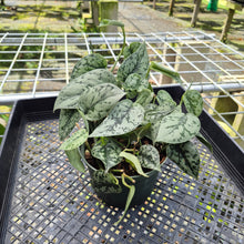 Load image into Gallery viewer, Scindapsus Silver Lady, Exact Plant
