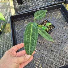 Load image into Gallery viewer, Anthurium Warocqueanum, Queen, Exact Plant Ships Nationwide
