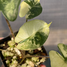 Load image into Gallery viewer, Alocasia Stingray Aurea Variegated exact plant, Fedex 2day*
