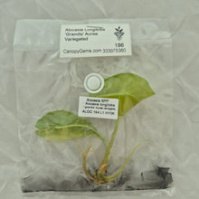 Load image into Gallery viewer, Alocasia Longiloba Grandis Aurea Variegated tissue culture 2DayAir

