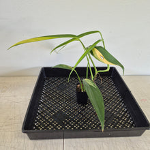 Load image into Gallery viewer, Epipremnum Amplissimum Variegated exact plant, Fedex 2day*
