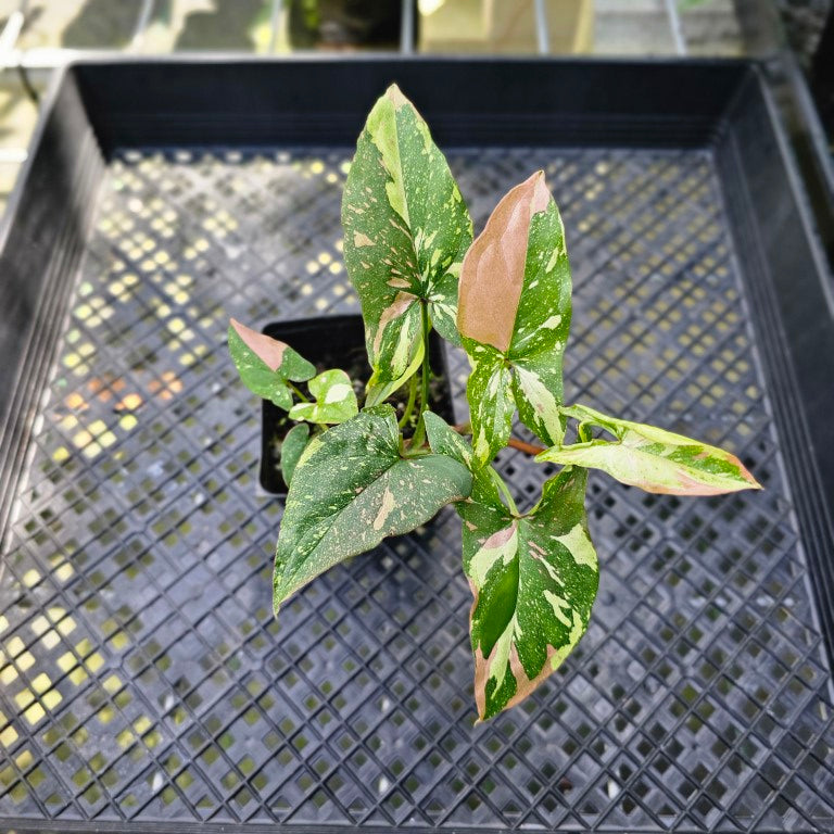 Syngonium Red Spot Tricolor, Exact Plant Variegated 2 top plant