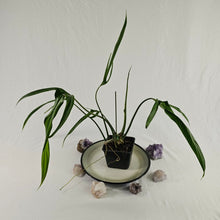 Load image into Gallery viewer, Philodendron Holtonianum, Exact Plant
