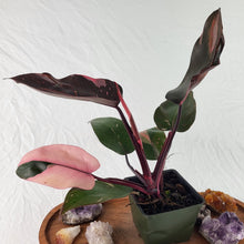 Load image into Gallery viewer, Philodendron Pink Princess, Exact Plant Variegated
