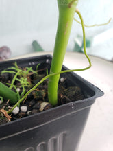 Load image into Gallery viewer, Holtonianum, exact plant, Philodendron, ships nationwide

