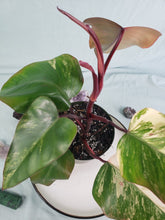 Load image into Gallery viewer, Strawberry Shake, Exact Plant, variegated Philodendron
