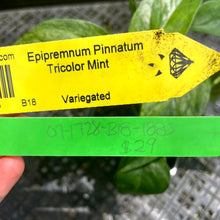 Load image into Gallery viewer, Epipremnum Pinnatum Tricolor Mint, Exact Plant Variegated Ships Nationwide
