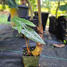 Load image into Gallery viewer, Alocasia Longiloba, Denudata, Exact Plant Large
