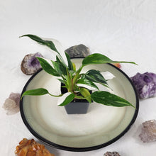Load image into Gallery viewer, Philodendron White Princess Variegated 2.5&quot; starter pot, ships nationwide
