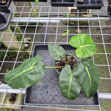 Load image into Gallery viewer, Philodendron Cordatum Kunth exact plant, Fedex 2day*
