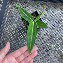 Load image into Gallery viewer, Anthurium Warocqueanum, Queen, Exact Plant Ships Nationwide
