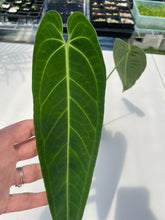 Load image into Gallery viewer, Anthurium Cirinoi, Exact Plant Ships Nationwide
