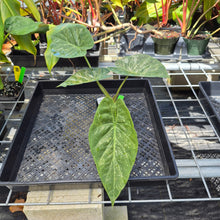 Load image into Gallery viewer, Alocasia Wentii, Exact Plant Variegated Ships Nationwide
