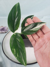 Load image into Gallery viewer, Monstera Standleyana Albo, Exact Plant Variegated
