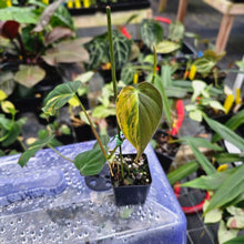 Load image into Gallery viewer, Philodendron Hederaceum Micans Aurea, Exact Plant Variegated Ships Nationwide
