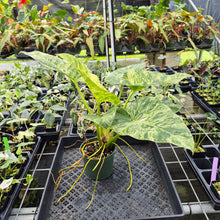 Load image into Gallery viewer, Philodendron Giganteum Blizzard Variegated exact plant, Fedex 2day*
