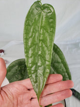 Load image into Gallery viewer, SP. Limon, Exact Plant, Anthurium
