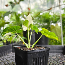 Load image into Gallery viewer, Alocasia Odora, Okinawa Silver, Exact Plant Variegated
