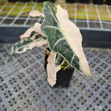 Load image into Gallery viewer, Alocasia Polly Snowflake Pink variegated exact plant, Fedex 2day*
