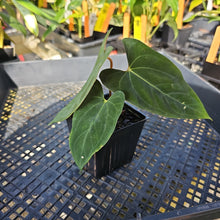 Load image into Gallery viewer, Anthurium Papillilaminum Fort Sherman X ( FS X Ralph Lynam), Ships Nationwide
