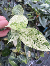 Load image into Gallery viewer, Alocasia Dragon Scale Mint variegated 2.5" pot, Fedex 2day*
