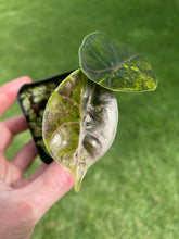 Load image into Gallery viewer, Alocasia Azlanii Aurea variegated 2.5" pot, Fedex 2day*
