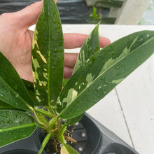 Load image into Gallery viewer, Philodendron Wend Imbe Variegated exact plant, Fedex 2day*
