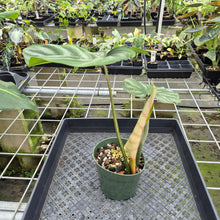 Load image into Gallery viewer, Philodendron Plowmanii 'Round Form' exact plant, Fedex 2day*
