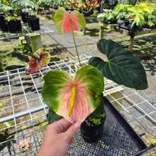 Load image into Gallery viewer, Anthurium Anuenue Obake bicolor, pink/ green, Exact Plant
