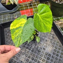 Load image into Gallery viewer, Monstera Marilyn Variegated, Exact Plant Ships Nationwide.
