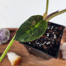 Load image into Gallery viewer, Alocasia Wentii, Exact Plant Variegated
