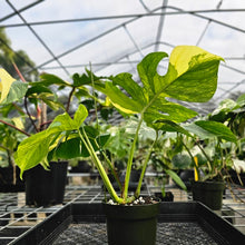 Load image into Gallery viewer, Monstera Borsigiana Aurea, Exact Plant Variegated Ships Nationwide
