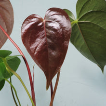 Load image into Gallery viewer, Anthurium Red Beauty 4&quot; pot, ships nationwide
